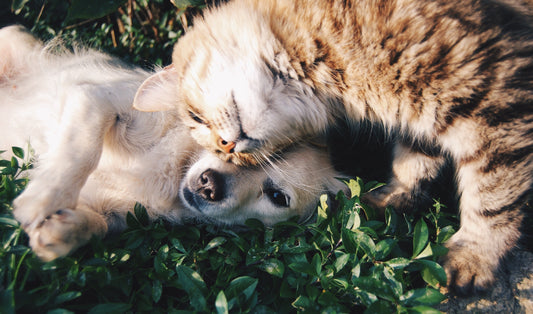 Evcil Hayvanların Bağışıklık Sistemini Desteklemek: Doğal Bileşenler ve Biofeline Immune+C