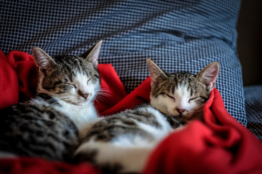 Kediler İçin Taurinli Malt Macunu: Sağlığın Lezzetli Bir Yolu