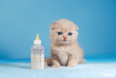Yeni Doğan Yavru Kedi Bakımı