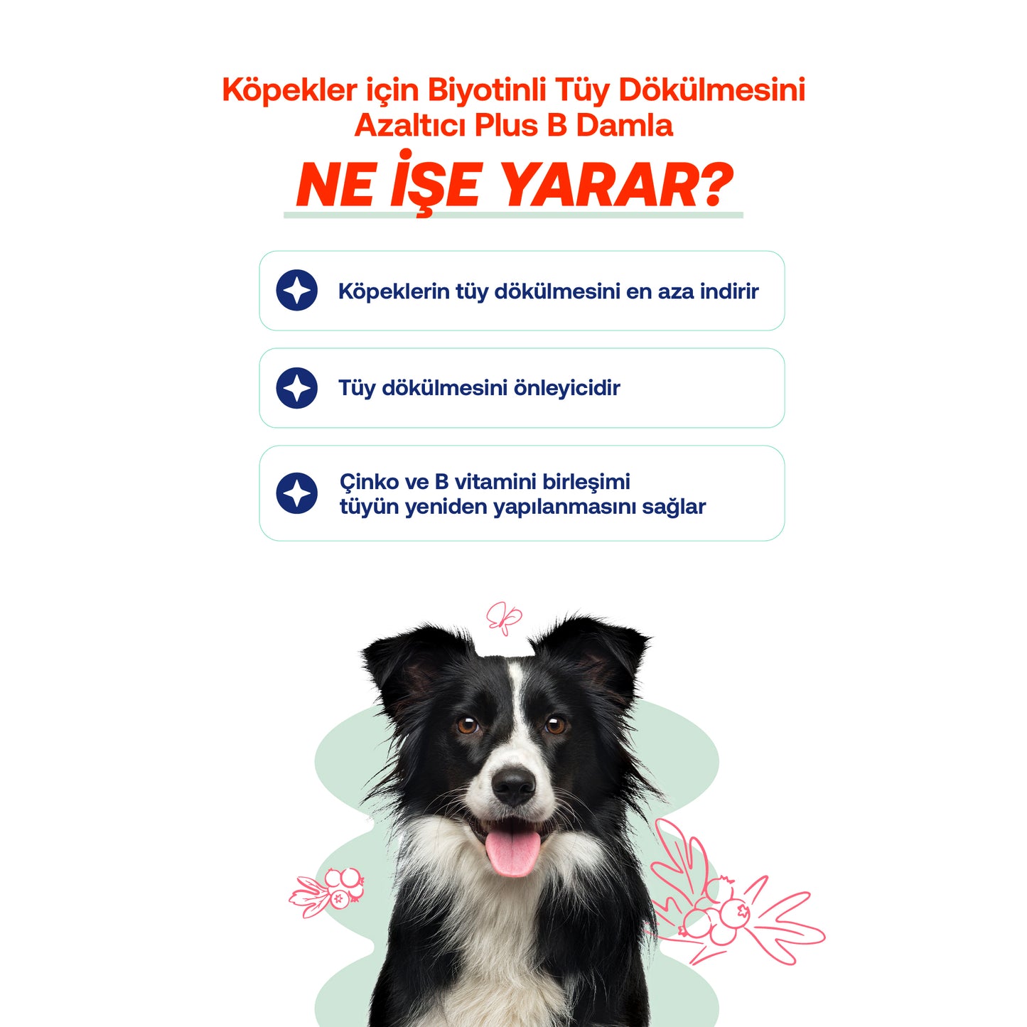 Köpekler İçin Balık Yağı + Plus B Vitamin Damla | Tüy Dökülmesi ve Deri Bakımı Seti | 200ml + 50ml